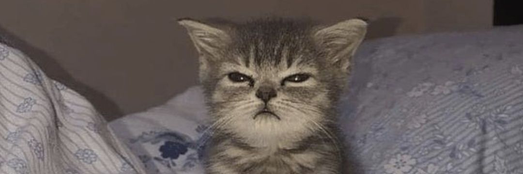 _aandreea03's profile banner image