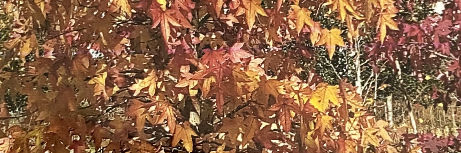 D_Desnus's profile banner image