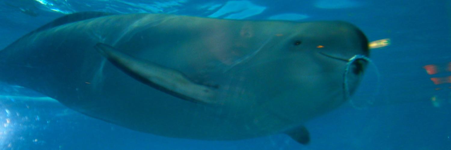 カピカピ@闇 banner