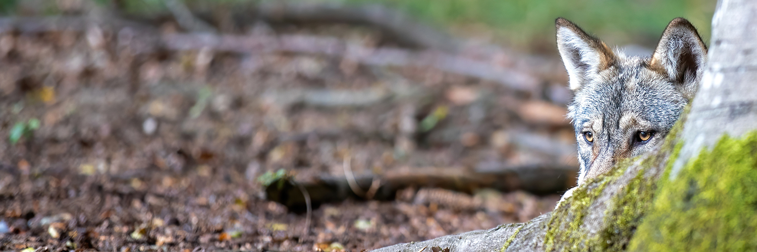 Lupinity Labs | @lupinitylabs.bsky.social banner