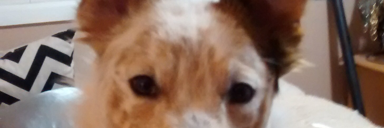 whambambigelow's profile banner image