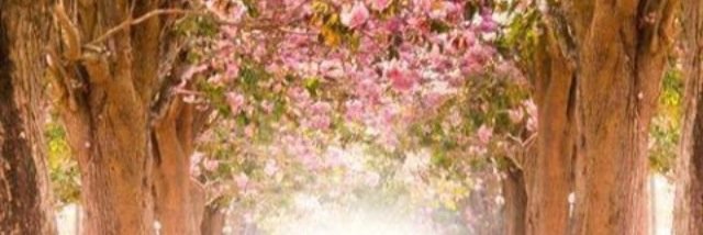 silvanachaldari's profile banner image