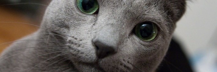 ierra_one's profile banner image