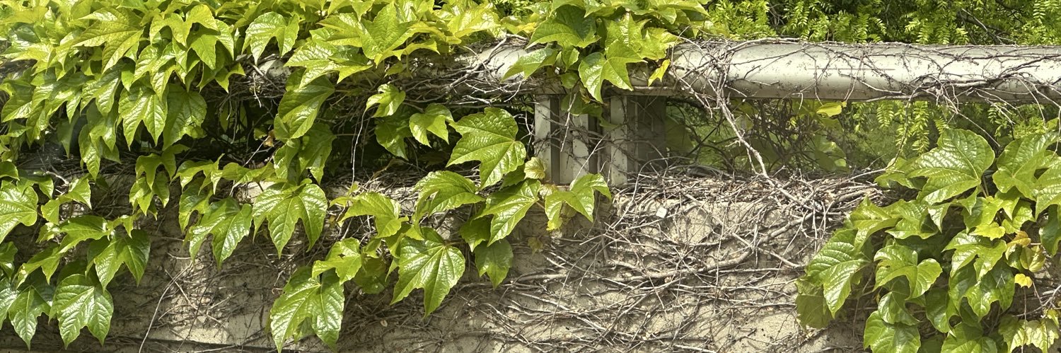 bee_bats's profile banner image
