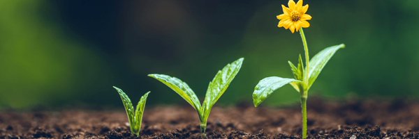 SuccessorSunny Profile Banner