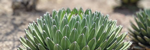 abcsds Profile Banner