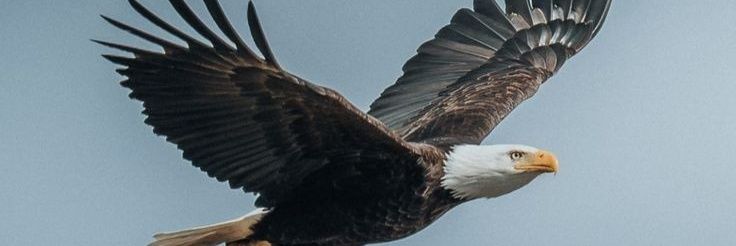 SEKANI HABIB 🦅 banner