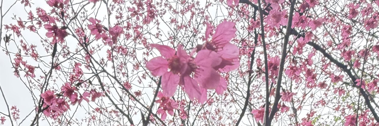 califfa_99's profile banner image