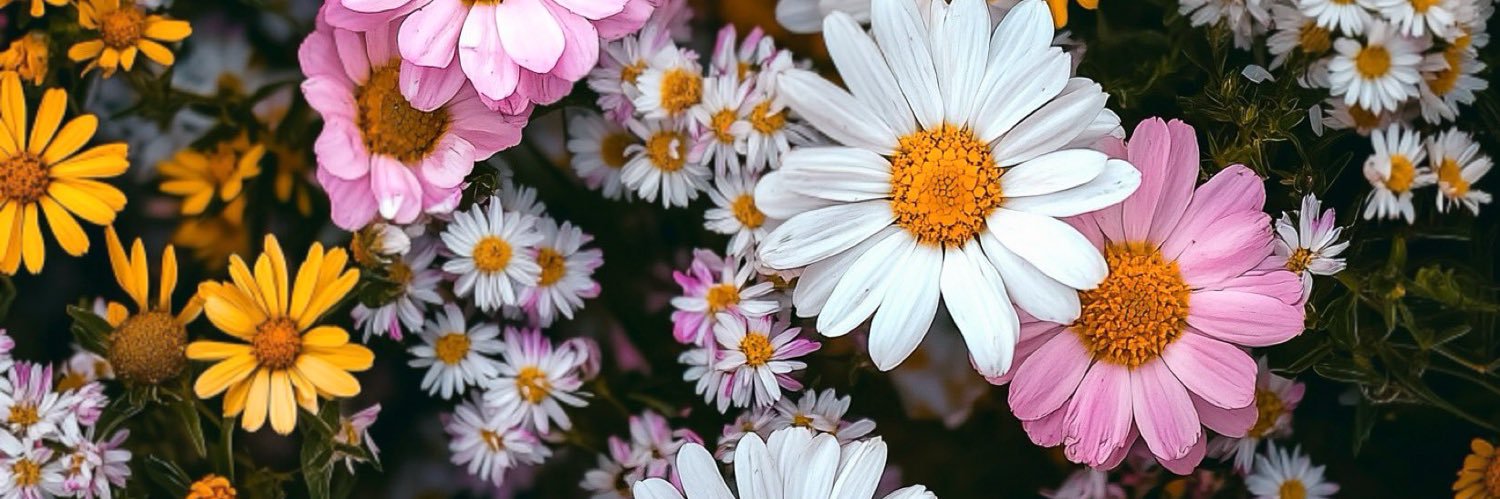 Cin ❀ banner