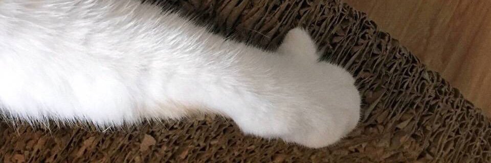lu_lucency's profile banner image