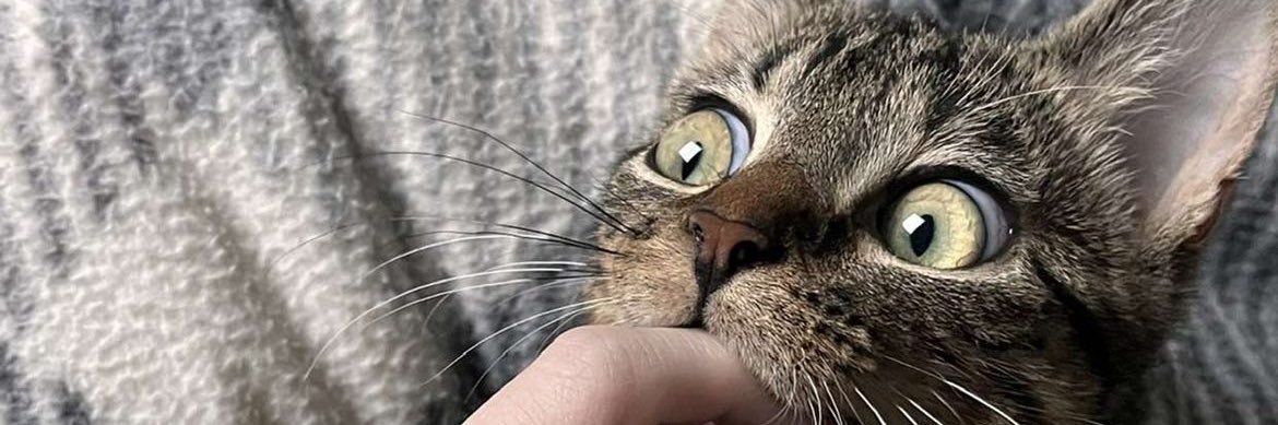 Lam 🇹🇳🇧🇪 🇵🇸 banner