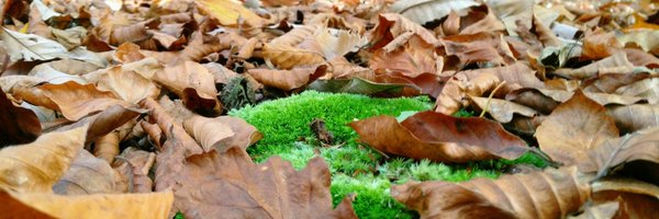 JTandoory Profile Banner