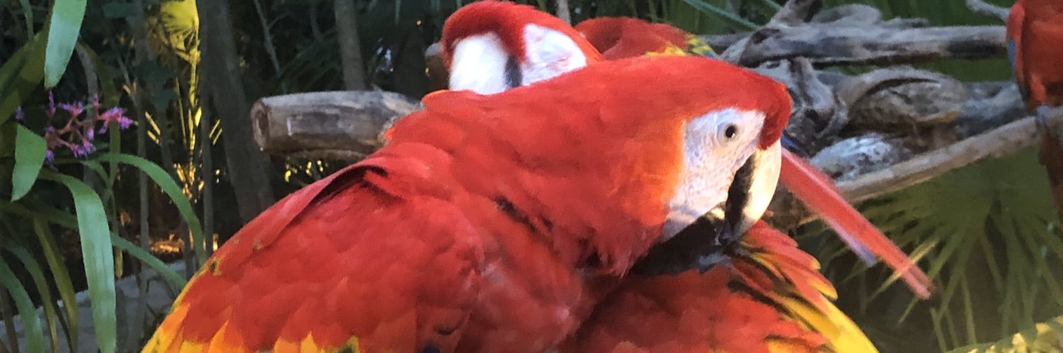 oscarmjj's profile banner image