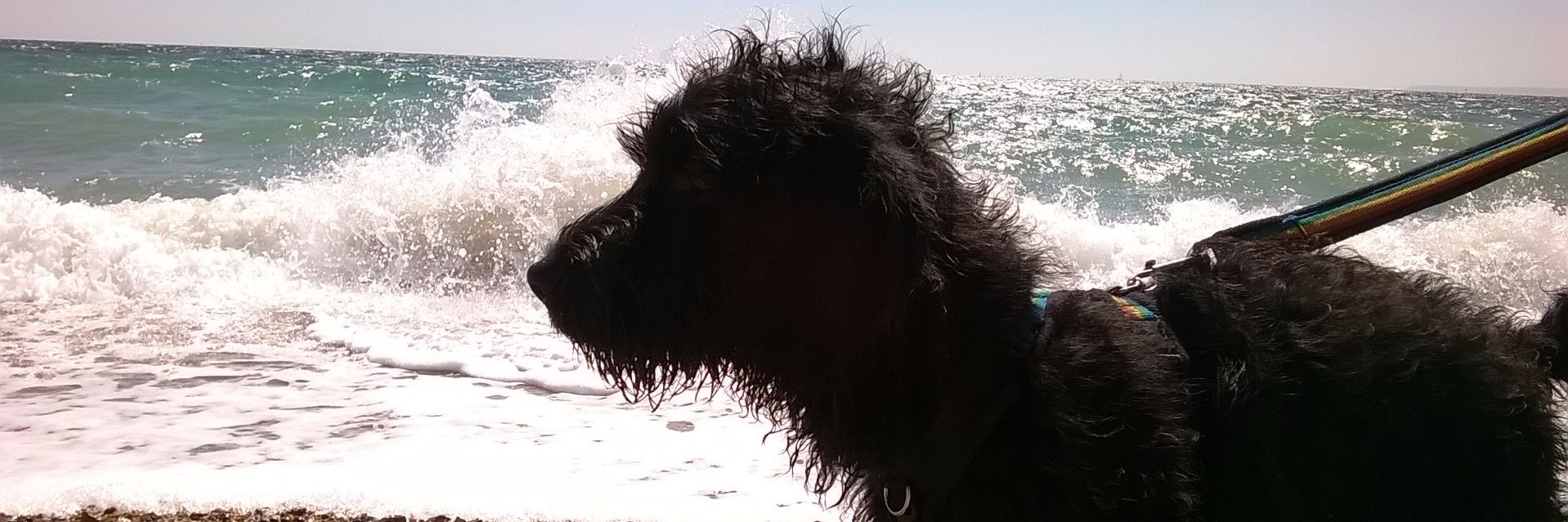 ZebedeeZebedog's profile banner image