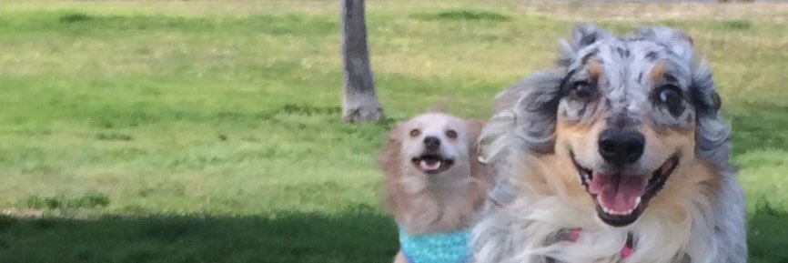 LunaAndTucker's profile banner image