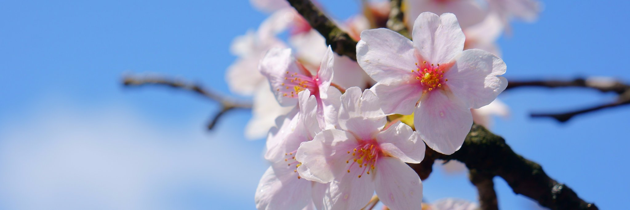 RJNS_FSZ's profile banner image