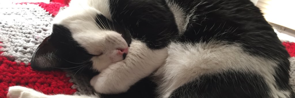 catsofpolisci's profile banner image