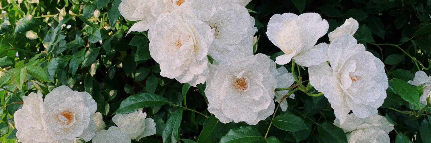 shny____'s profile banner image