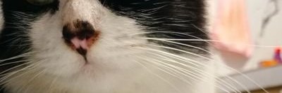 Fetih KALKANDELEN banner