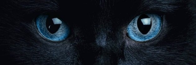 0_black_cat's profile banner image
