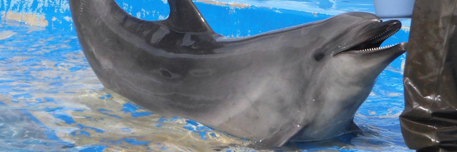 sae＠水族館垢🐬 banner