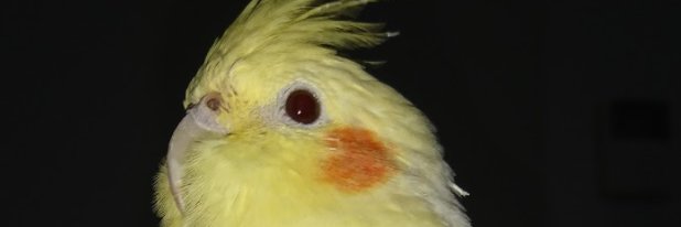 pallidmanager's profile banner image