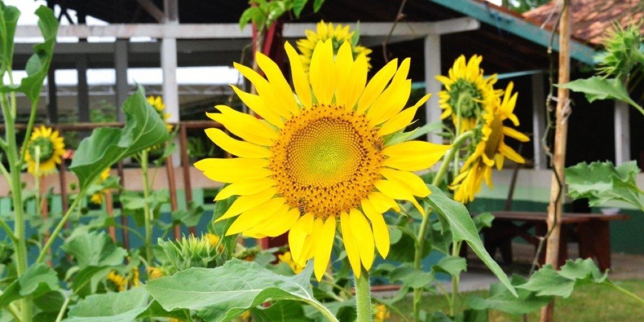karlasamaraAP's profile banner image