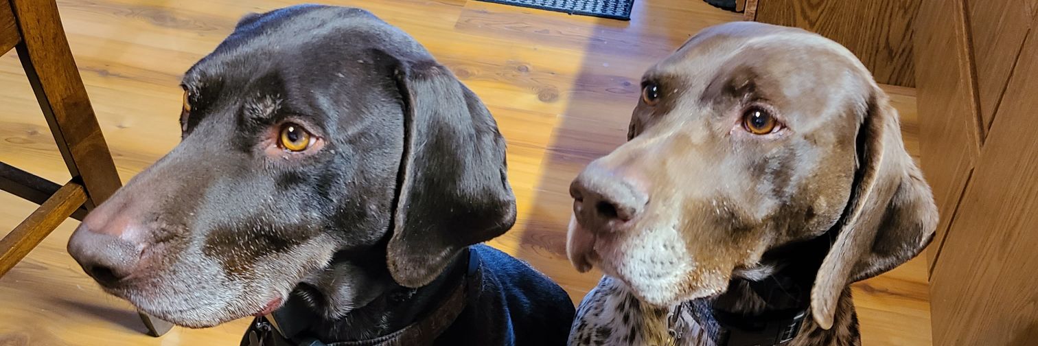 Scott Bill Stich banner