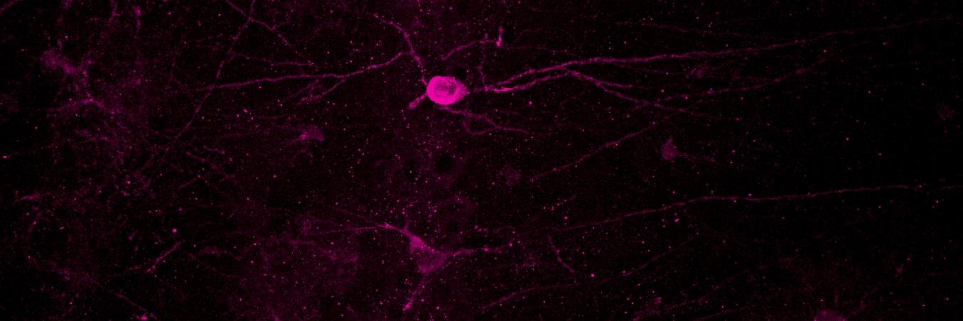 USTNeuroscience's profile banner image