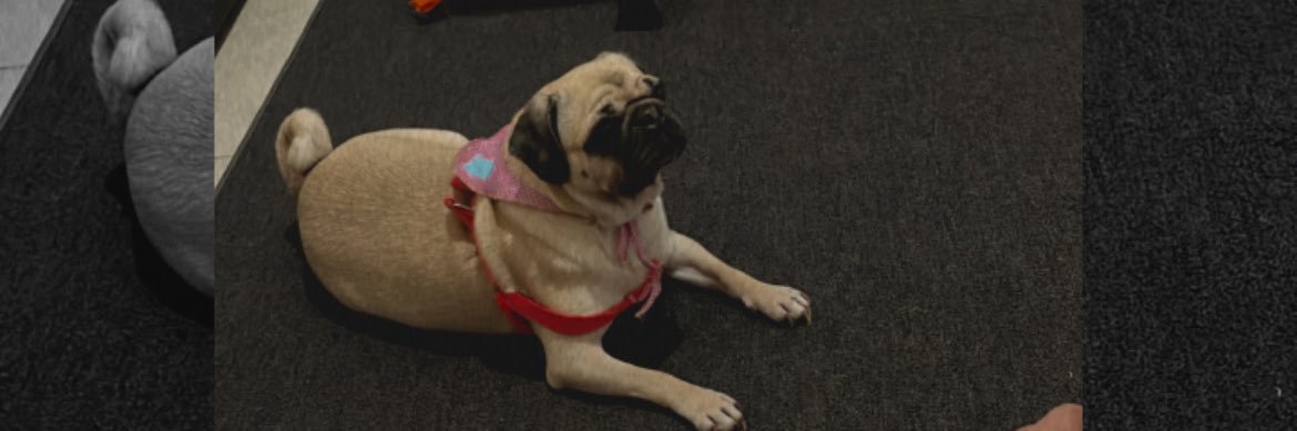 ᴇᴠᴇɢᴀʙ banner