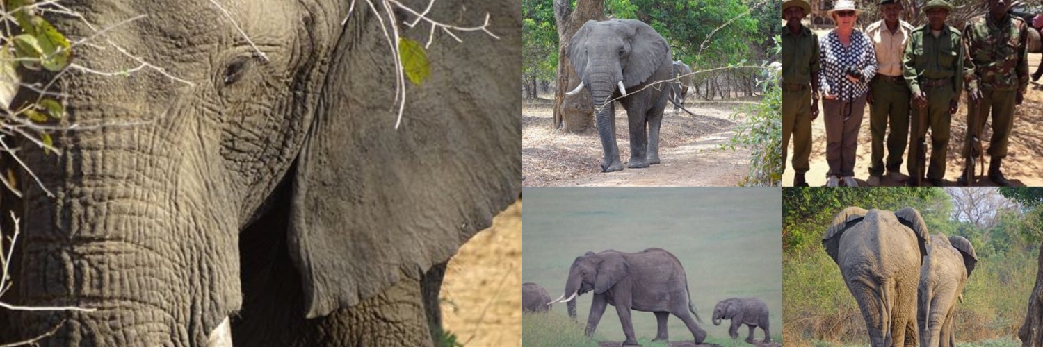 Future for Elephants's banner