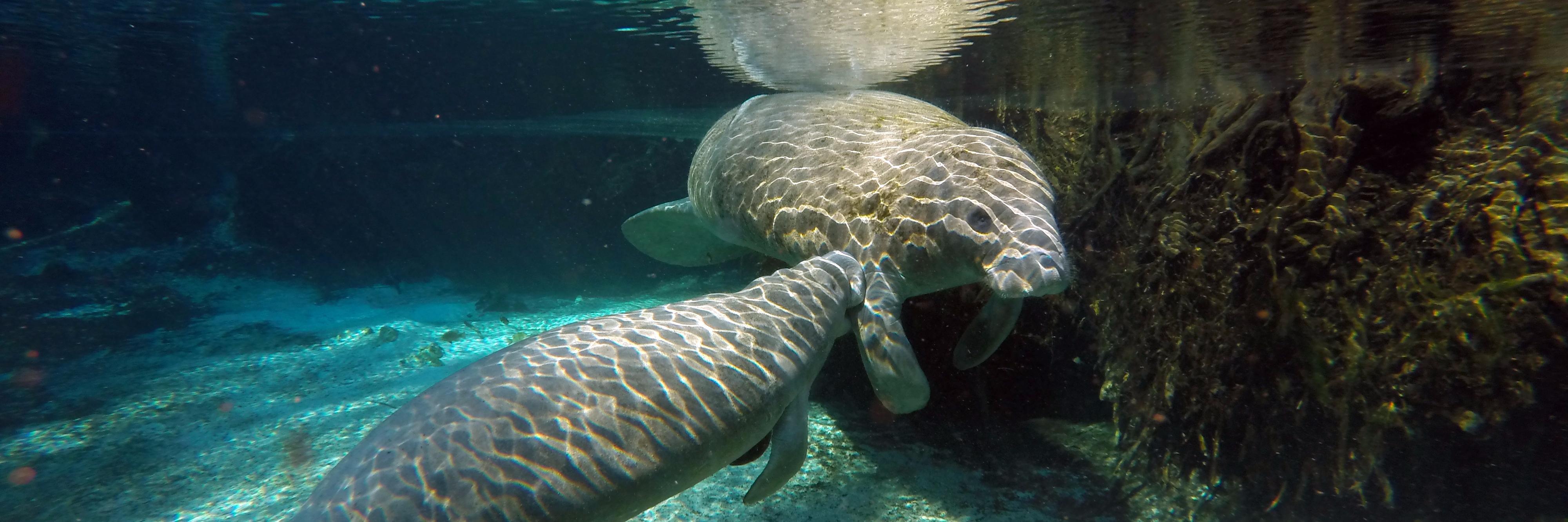 ManateeTour's profile banner image