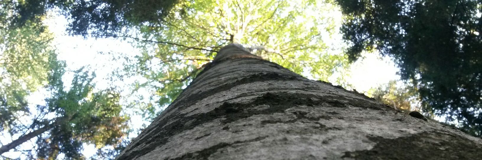 paperGainz's profile banner image