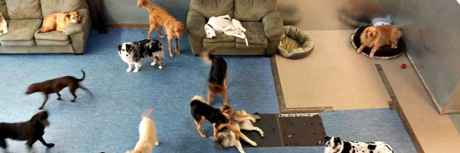 Mutts Adored Inc. banner