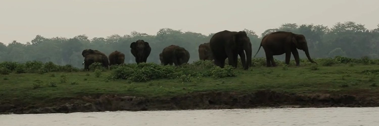 Voices for Asian Elephants (VFAE) 🐘 banner