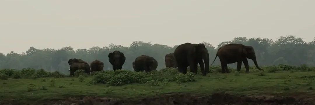 Voices for Asian Elephants (VFAE) 🐘 banner