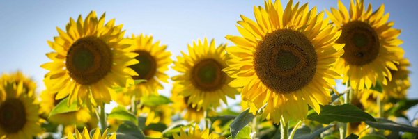 MrsFeiseDUEK Profile Banner