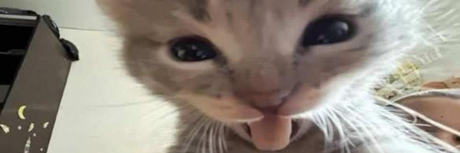 BAKUGOSCAT's profile banner image