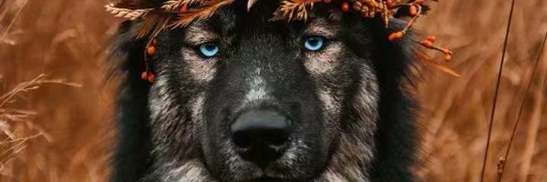 Mushrooomua Profile Banner