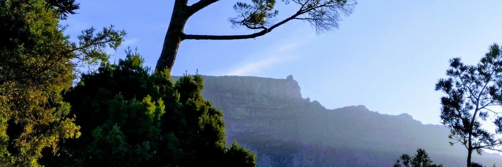 Clyst Colt Chief 🔶 banner