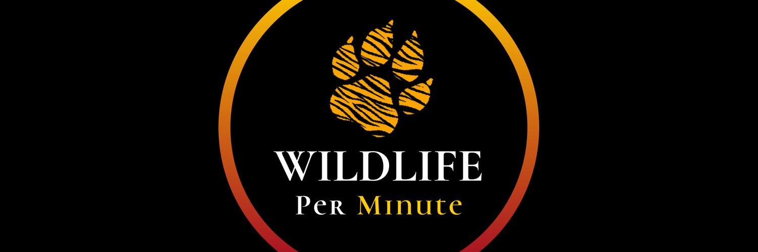 Dami Dami 🇳🇬🇬🇭 banner