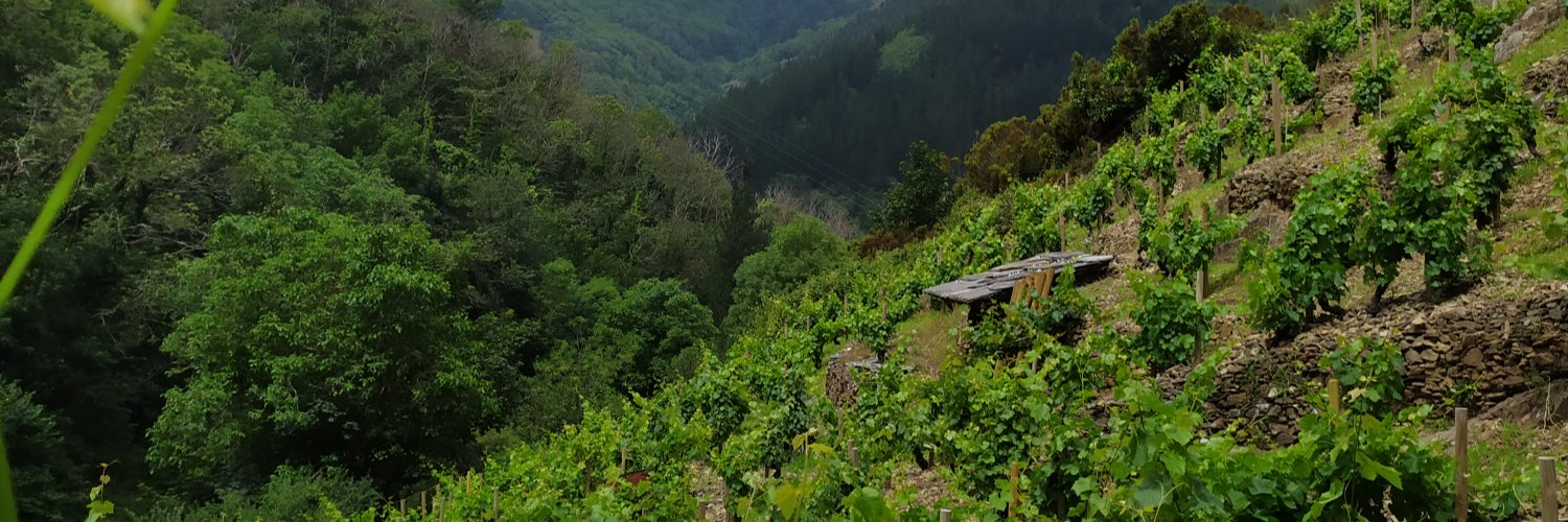 D.O.P. Cangas banner