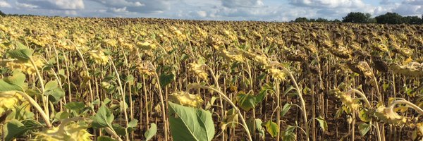 PlattLucinda Profile Banner