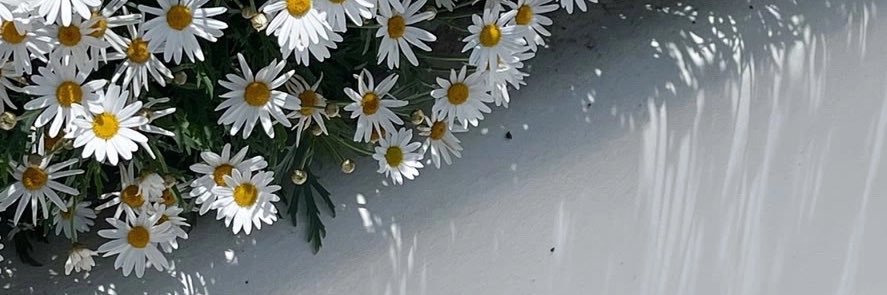 salisyse's profile banner image