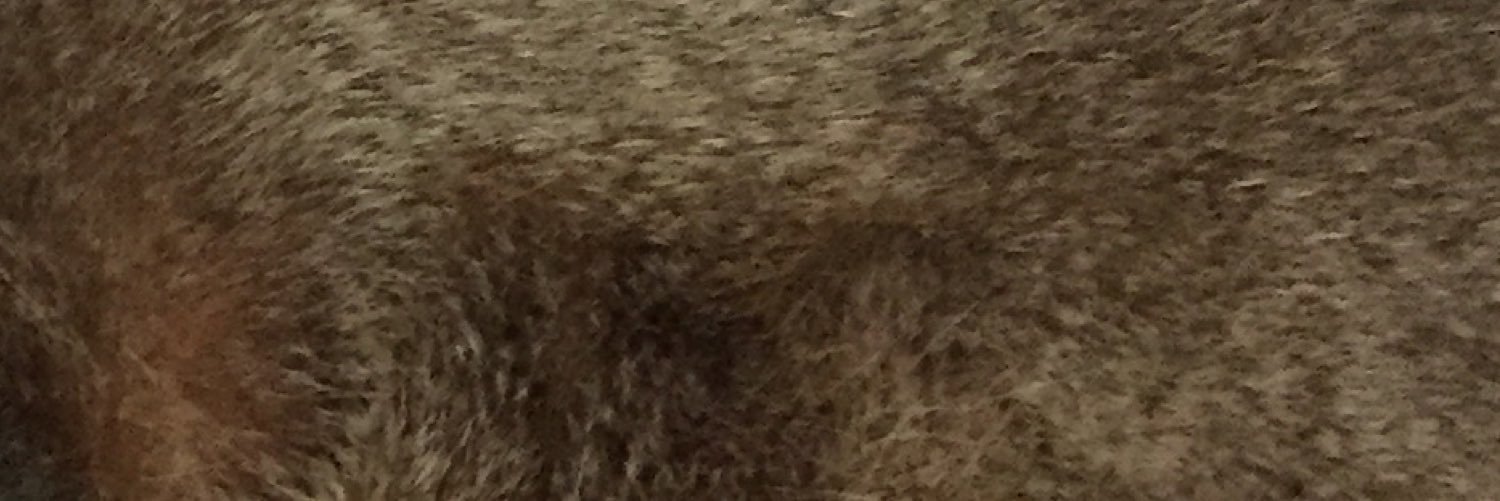 bomber913's profile banner image