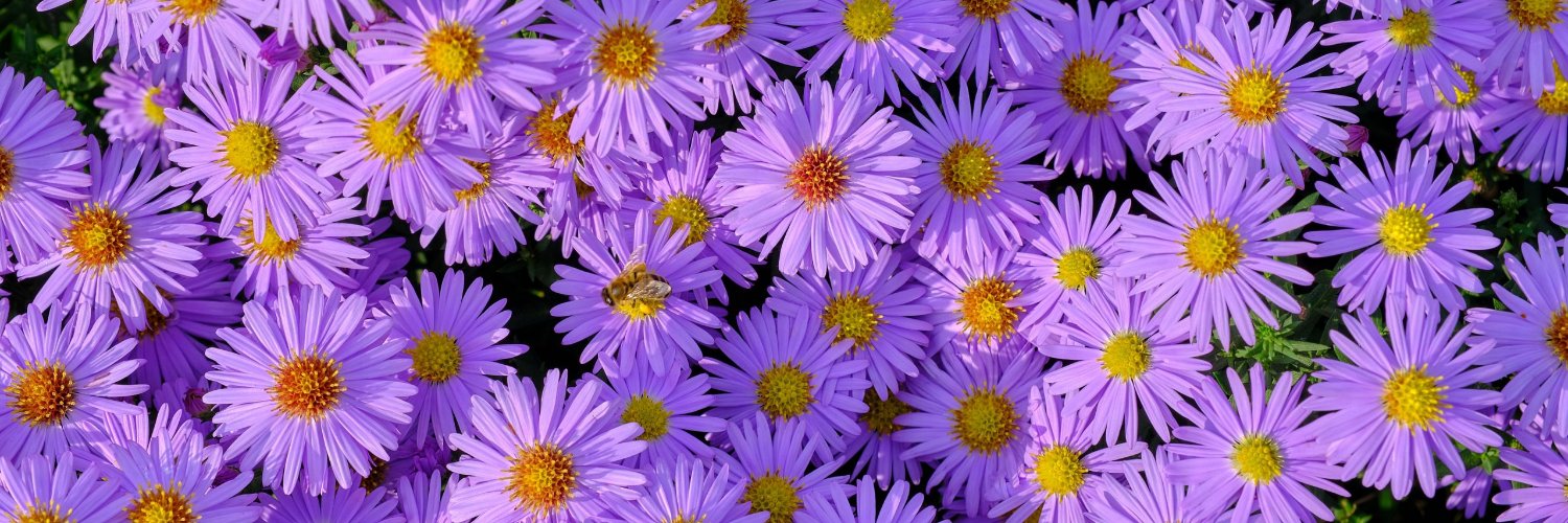 Lauraaa_camila's profile banner image