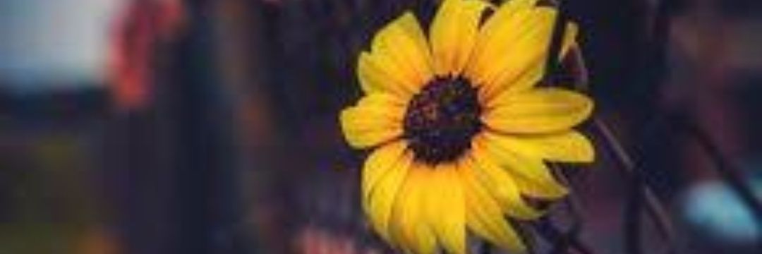 blank_pop's profile banner image