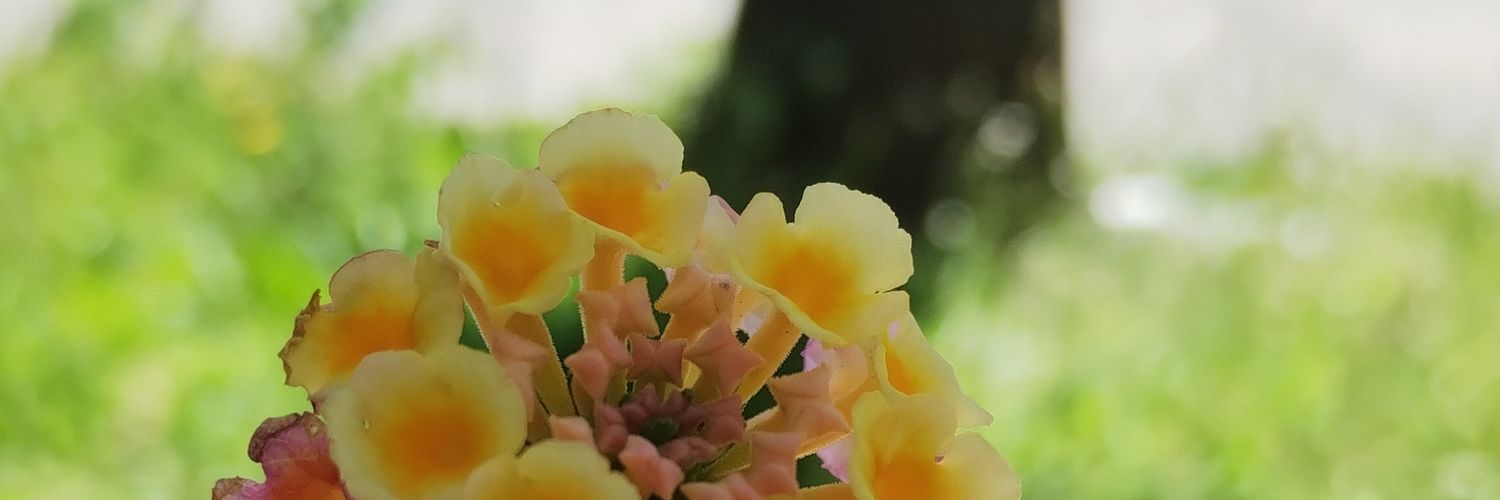 _Belop_'s profile banner image