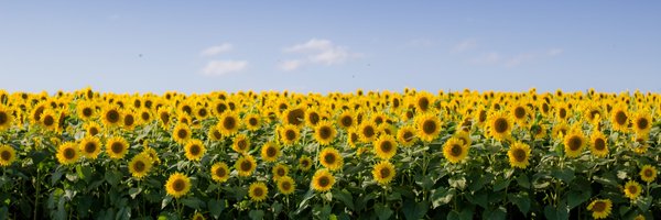 mjflepage Profile Banner