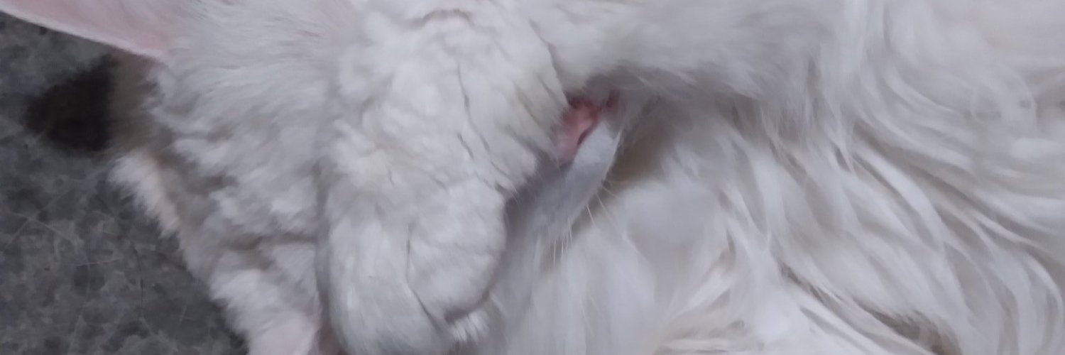 Niyrak's profile banner image